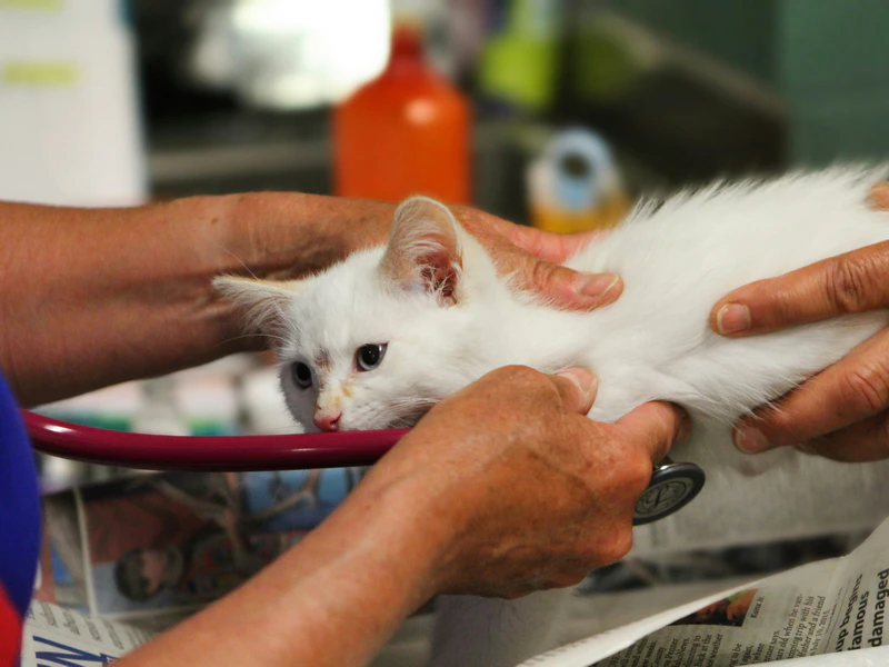 Vaccinating