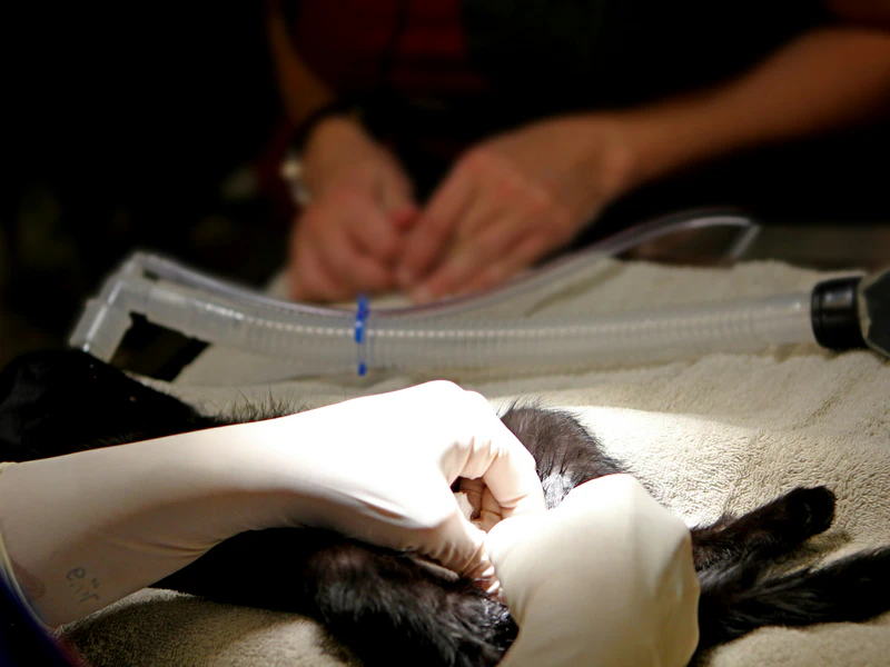 Castration